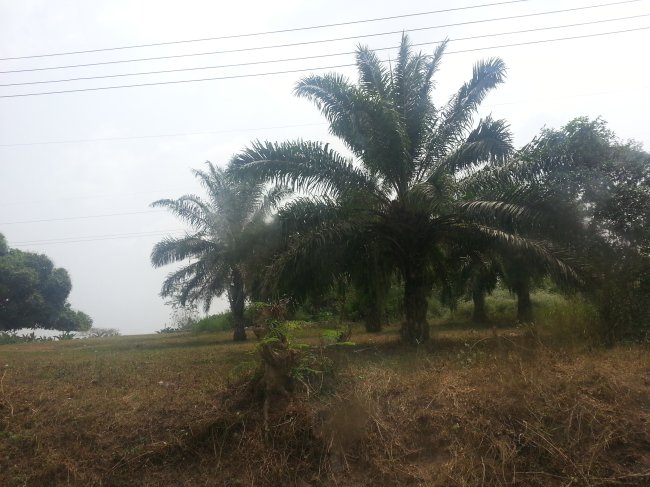 ../previews/035-AFRIKA-1-2013 449.jpg.medium.jpeg