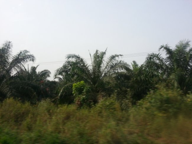 ../previews/073-AFRIKA-1-2013 505.jpg.medium.jpeg